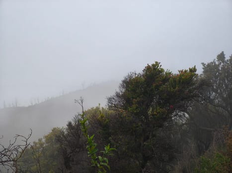 A misty mountain landscape with a foreground of dense vegetation and a hint of a tree line in the distance near Bromo Mountain, Indonesia