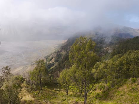 A misty mountain landscape with a foreground of dense vegetation and a hint of a tree line in the distance near Bromo Mountain, Indonesia