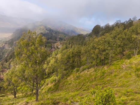 A misty mountain landscape with a foreground of dense vegetation and a hint of a tree line in the distance near Bromo Mountain, Indonesia