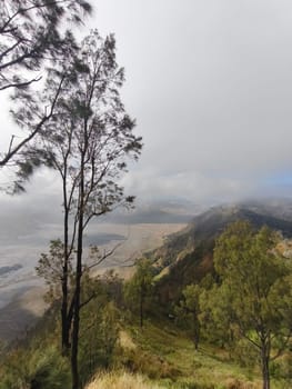 A misty mountain landscape with a foreground of dense vegetation and a hint of a tree line in the distance near Bromo Mountain, Indonesia