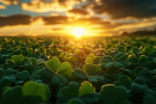 st patricks day four leaf clover close up with evening sunset in background,.