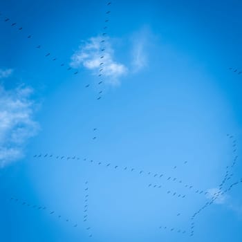 A group of Common Cranes flying blue sky, sunny day in winter in Gironde,France. High quality 4k footage