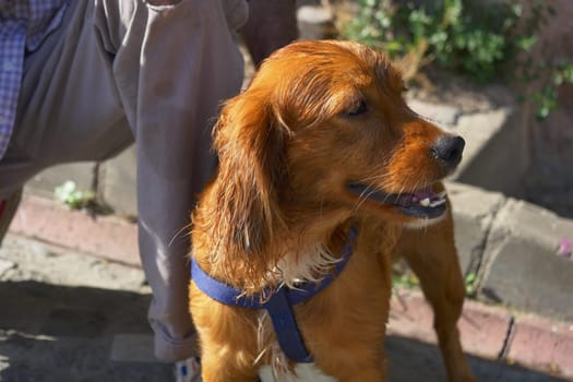 A friendly golden retriever mix in a blue harness exploring a green park outdoors