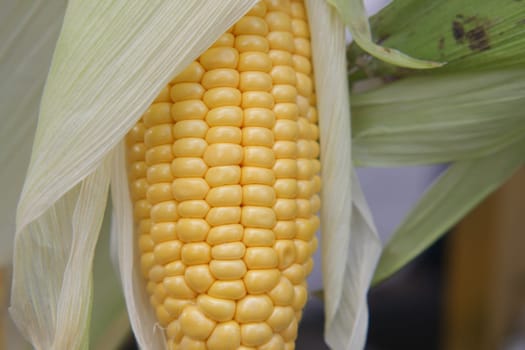 The vibrant yellow corn on the cob, partially husked, is now truly ready for cooking or grilling