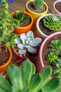 Variety of Succulents in different pots