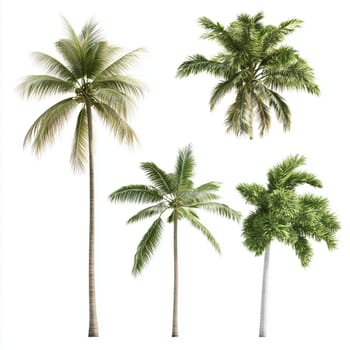 Four distinct tropical palm trees are depicted with various leaf shapes and heights. The lush greenery highlights their vibrant foliage, ideal for landscaping and gardening inspiration.