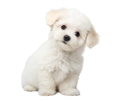 White bolognese puppy isolated on white background. Cute bolognese puppy sitting and looking at camera on white background. Ai generated