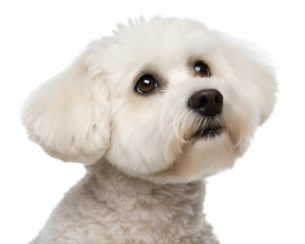 Bichon Frise portrait isolated on white background. Bichon Frise headshot on white background. White bolognese dog or Bichon Frise dog portrait. Ai generated