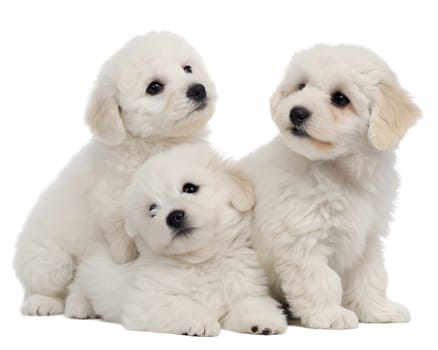 White bolognese puppies isolated on white background. Cute Bolognese puppies sitting on white background. Ai generated