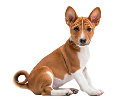White-red cute Basenji puppy isolated on white background. Basenji puppy sitting and looking at camera on white background. Ai generated