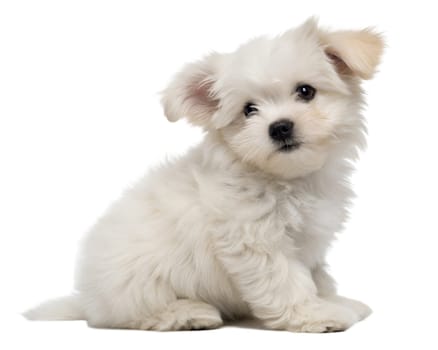 Fluffy Bichon Frise puppy isolated on white background. Bichon Frise puppy sitting on white background. Ai generated