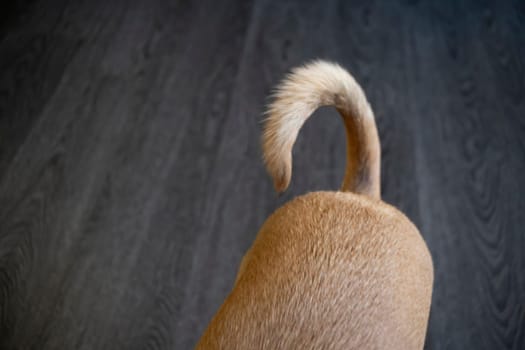 Cremona, Italy - November 27th 2024 Close-up of a brown dog's rear end and wagging tail against a dark wooden floor