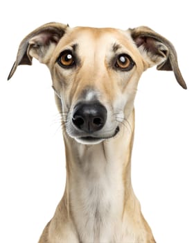 Arabian Sloughi portrait looking at camera isolated on white background. Arabian Sloughi headshot on white background. Ai generated image