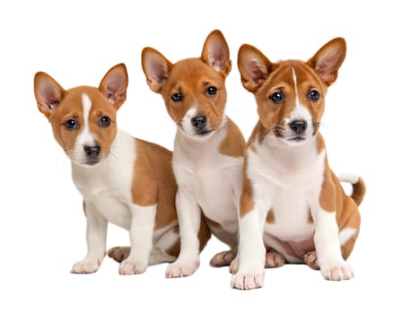 White-red cute Basenji puppies isolated on white background. Three Basenji puppies sitting and looking at camera on white background. Ai generated