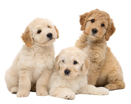 Three Apricot or red Australian Cobberdog or Labradoodle puppis sitting and looking at camera, Isolated on white background. ai generated image
