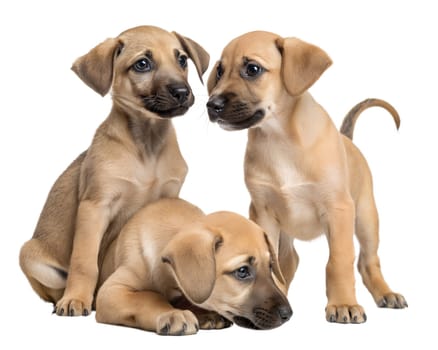 Arabian Sloughi puppies isolated on white background. Three Arabian Sloughi puppies on white background. Ai generated image