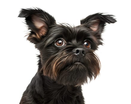 Affenpinscher dog portrait looking at camera isolated on white background. Affenpinscher headshot on white background. Ai generated image