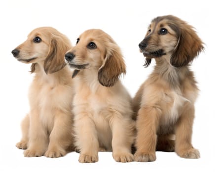 Afghan Hound puppies isolated on white background. Three Afghan Hound puppies sitting on white background. Ai image