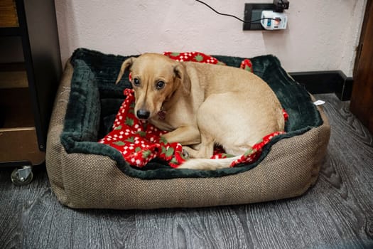 Cremona, Italy - November 27th 2024 Adorable small brown dog resting in its comfortable bed on a christmas blanket, enjoying a moment of peace and warmth
