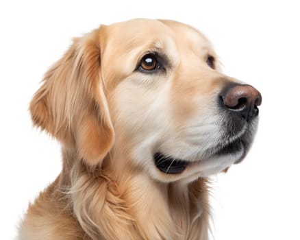 Golden Retriever portrait isolated on white background. Golden Retriever headshot on white background. Ai generated image