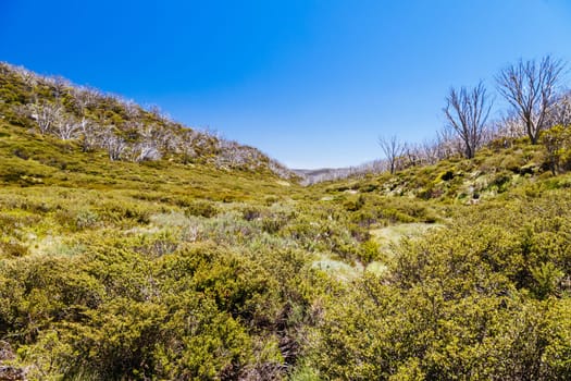 Landscape in Kosciuszko National Park near Valentine Hut on a clear summer's day, in the Snowy Mountains, New South Wales, Australia