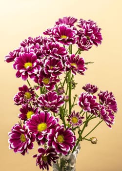 Purple Chrysanthemum branch on a pink background