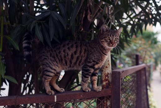 A stunningly beautiful spotted cat is perched gracefully atop a fence, surrounded by vibrant, lush green plants