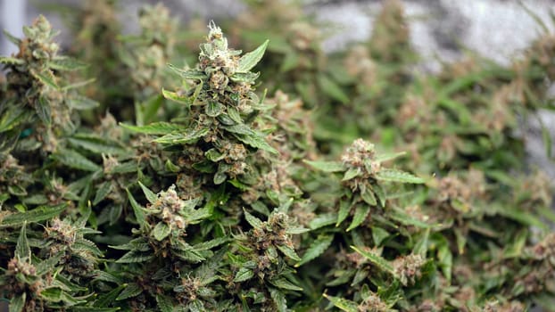Vibrant cannabis plants are thriving beautifully with their lush green leaves and an abundance of juicy buds