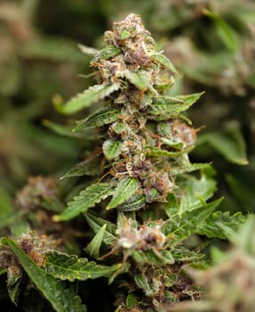 A vibrant flowering cannabis plant with lush green leaves and stunningly beautiful buds is beautifully showcased