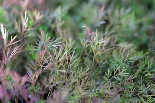 This is an elegant closeup of vibrant, delicate green foliage that perfectly showcases its natural beauty