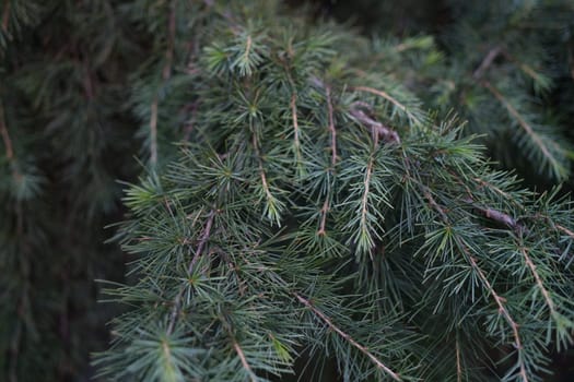 A detailed view of lush, vibrant green evergreen needles magnificently showcasing the incredible beauty of nature