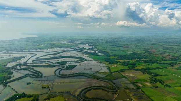 Aerial drone of farmland with rice fields and sugarcane. Negros, Philippines