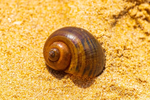Snail shells on beach sand in Naithon Beach Sakhu Thalang on Phuket island Thailand in Southeastasia Asia.