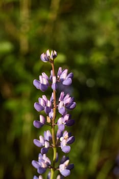 A breathtaking closeup image of a vibrant purple flower, accompanied by lush green foliage in the background