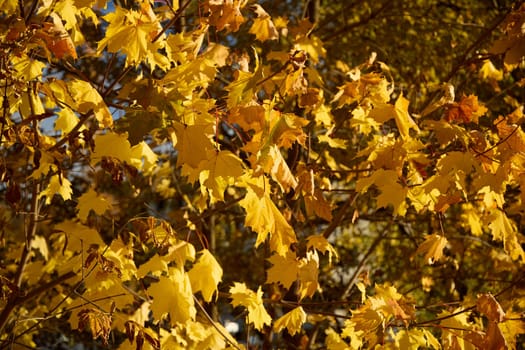 A stunning closeup view of golden autumn leaves beautifully glowing under the warm sunlight of the season