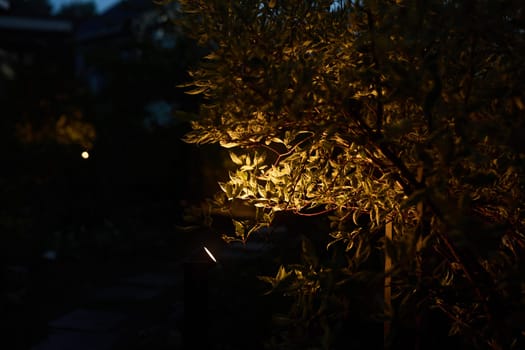 A peaceful and tranquil garden scene captures the essence of soft evening light beautifully illuminating lush foliage