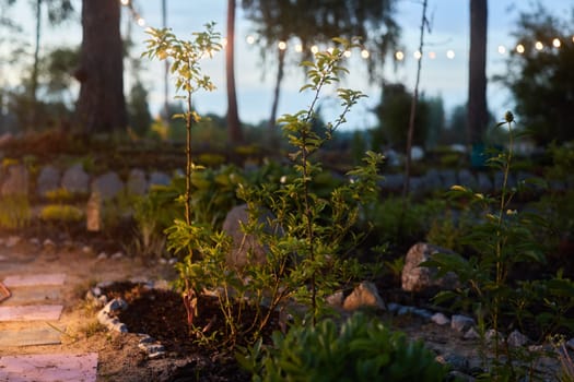 In a tranquil and peaceful garden setting at dusk, you can find young plants accompanied by warm ambient lighting