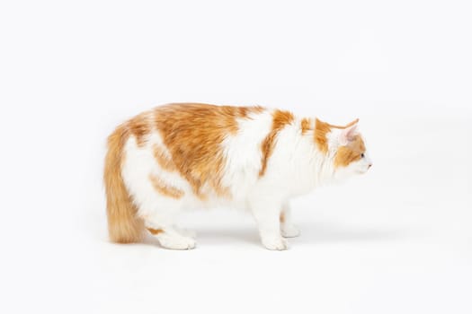 A dynamic and lively shot captures a curious orange and white cat as it explores its interesting surroundings
