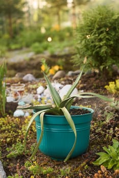 An attractive aloe vera plant in a bright, decorative pot truly enhances the natural beauty of a serene garden
