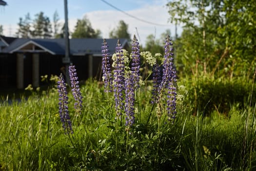 In a tranquil and serene green setting, vibrant lupines bloom spectacularly, showcasing the beauty of nature itself