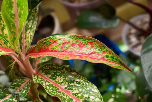 A stunning closeup of a vibrant green and red leaf plant showcasing its unique colors and intricate patterns