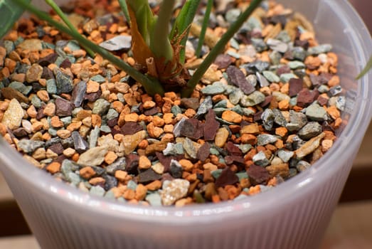 Colorful pebbles form a decorative layer in a potted plant, enhancing its aesthetic appeal and visual interest