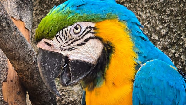 striking blue and yellow macaw or Ara ararauna, a blue and yellow parrot in a detailed close up, the vibrant feathers contrast beautifully with the soft, neutral background, highlighting the bird's vivid appearance and curious expression