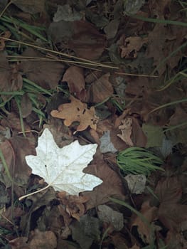 White and red leaves on maple leaves in autumn time.