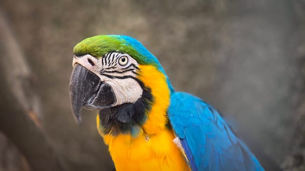 striking blue and yellow macaw or Ara ararauna, a blue and yellow parrot in a detailed close up, the vibrant feathers contrast beautifully with the soft, neutral background, highlighting the bird's vivid appearance and curious expression