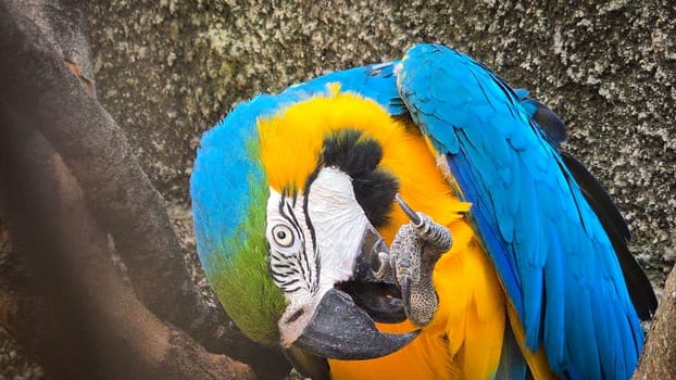 striking blue and yellow macaw or Ara ararauna, a blue and yellow parrot in a detailed close up, the vibrant feathers contrast beautifully with the soft, neutral background, highlighting the bird's vivid appearance and curious expression
