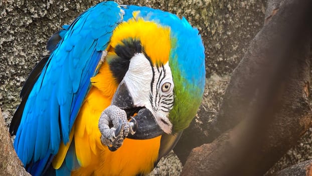 striking blue and yellow macaw or Ara ararauna, a blue and yellow parrot in a detailed close up, the vibrant feathers contrast beautifully with the soft, neutral background, highlighting the bird's vivid appearance and curious expression