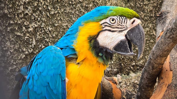 striking blue and yellow macaw or Ara ararauna, a blue and yellow parrot in a detailed close up, the vibrant feathers contrast beautifully with the soft, neutral background, highlighting the bird's vivid appearance and curious expression