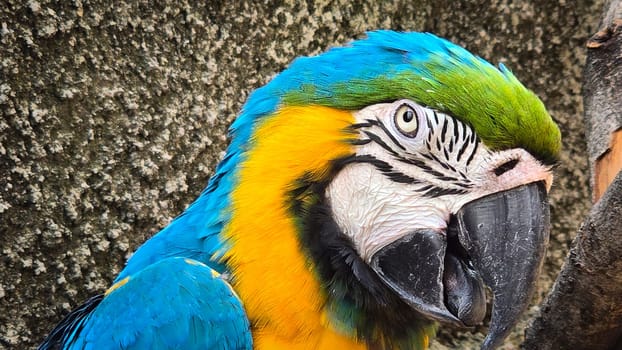 striking blue and yellow macaw or Ara ararauna, a blue and yellow parrot in a detailed close up, the vibrant feathers contrast beautifully with the soft, neutral background, highlighting the bird's vivid appearance and curious expression