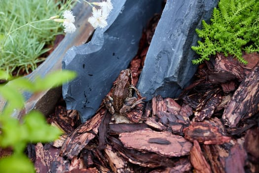 A frog expertly blends into the rocks and mulch surrounding it, showcasing the extraordinary camouflage of nature